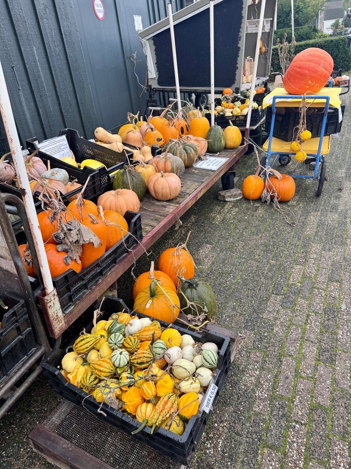 Halloween pompoenen en sierkalebassen te koop, Ophalen, Eenjarig, Groenteplanten, Volle zon