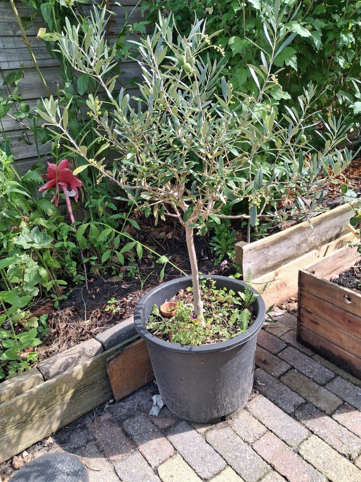 Olijfboom in pot - 6 jaar oud, Tuin en Terras, Ophalen