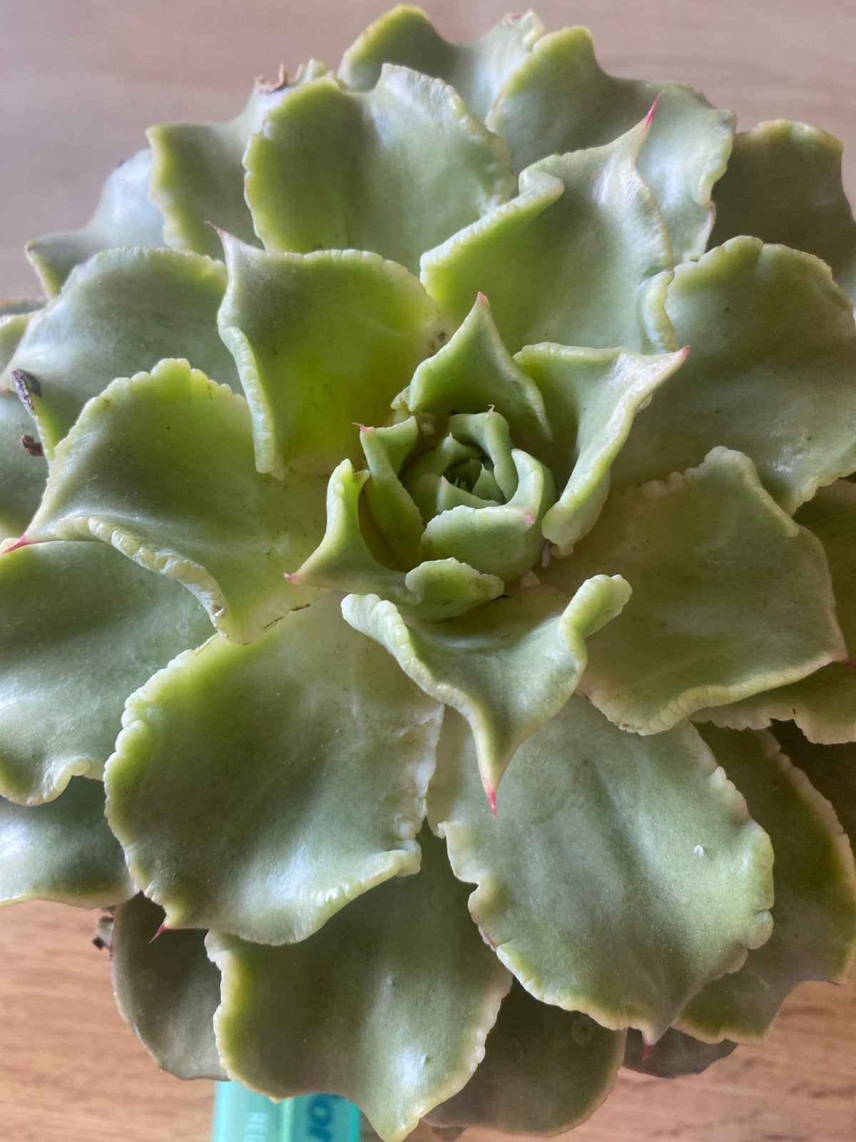 Prachtige Vetplant in Pot - Echeveria, Vetplant, Ophalen of Verzenden, In pot, Minder dan 100 cm