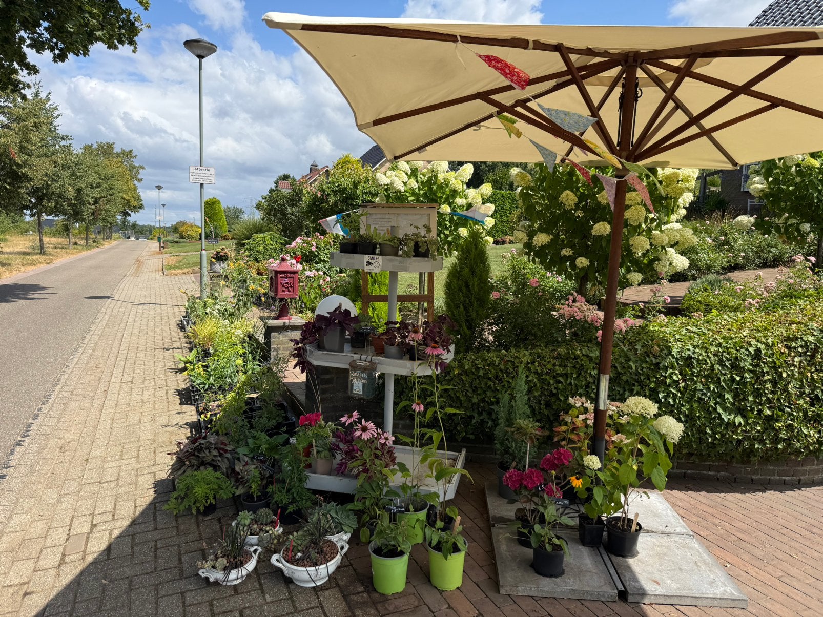 Plantjes & Brocantjes, Tuin en Terras, Ophalen, Vaste plant, Overige soorten, Volle zon