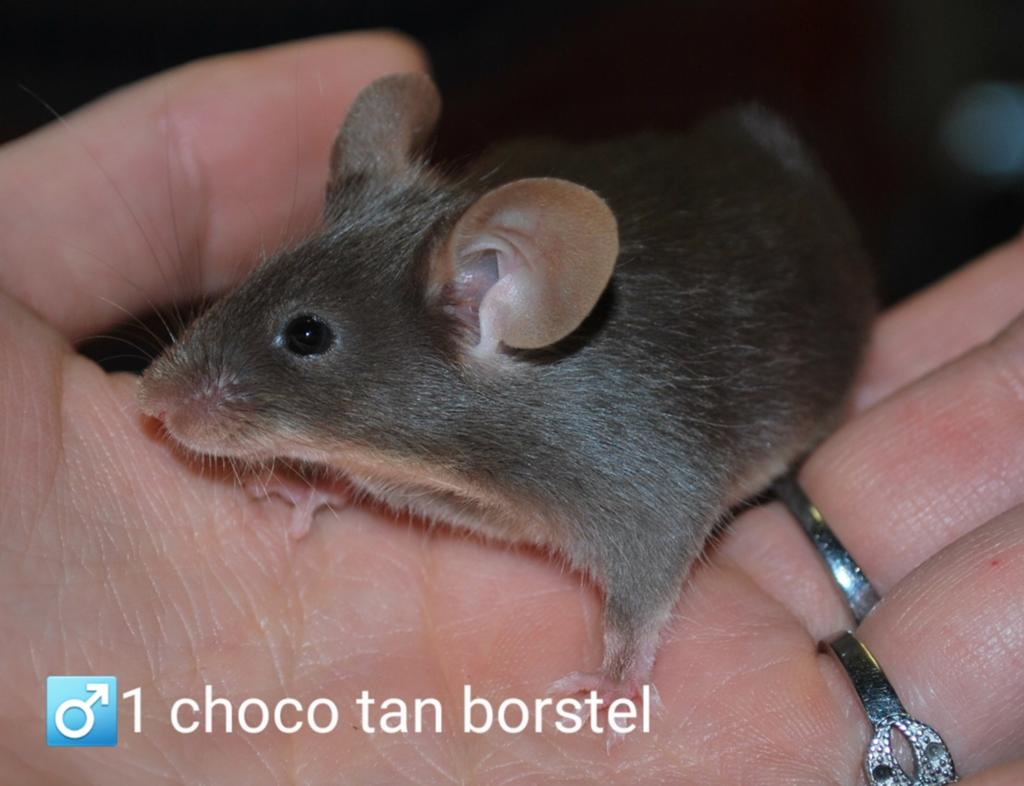 Kleurmuizen choco tan lilac tan borstel, Dieren en Toebehoren, April, Muis, Mannelijk, Tam