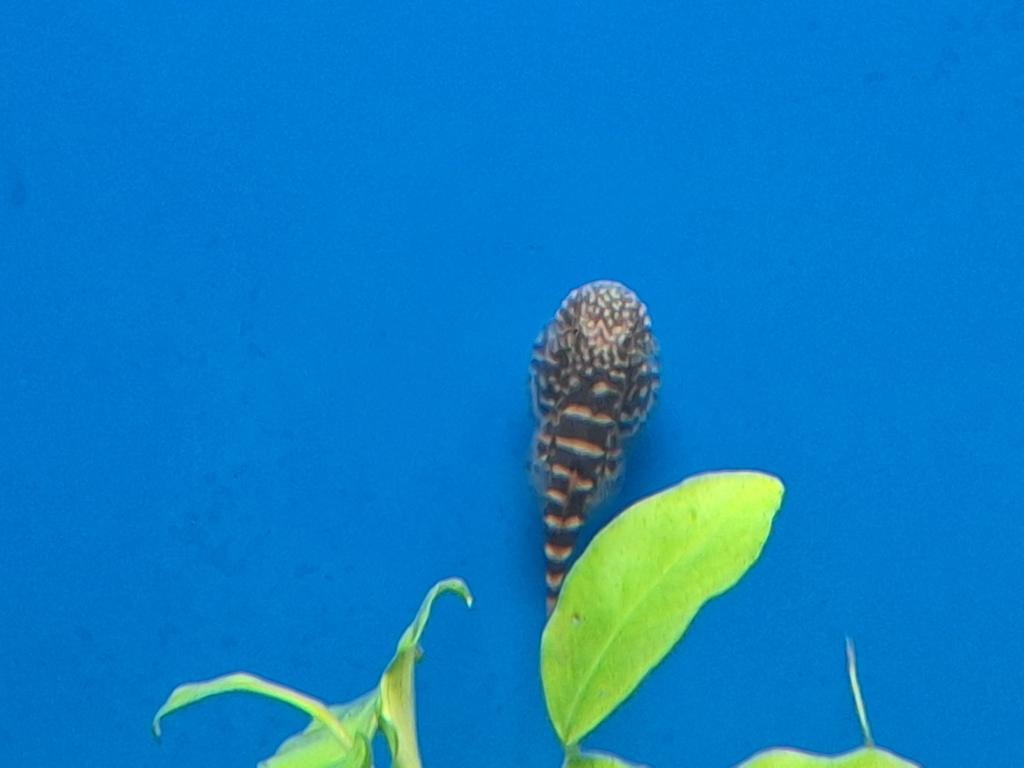 Steenkruiper algeneter gastromyzon viriosus aquarium vissen, Ticket of Toegangskaart