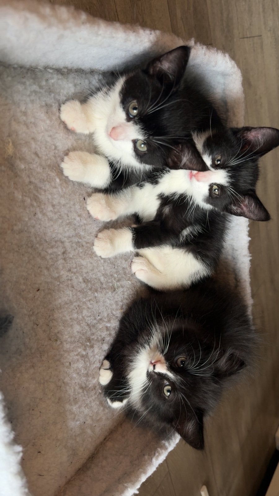 Lieve kittens op zoek naar een huisje, Meerdere dieren