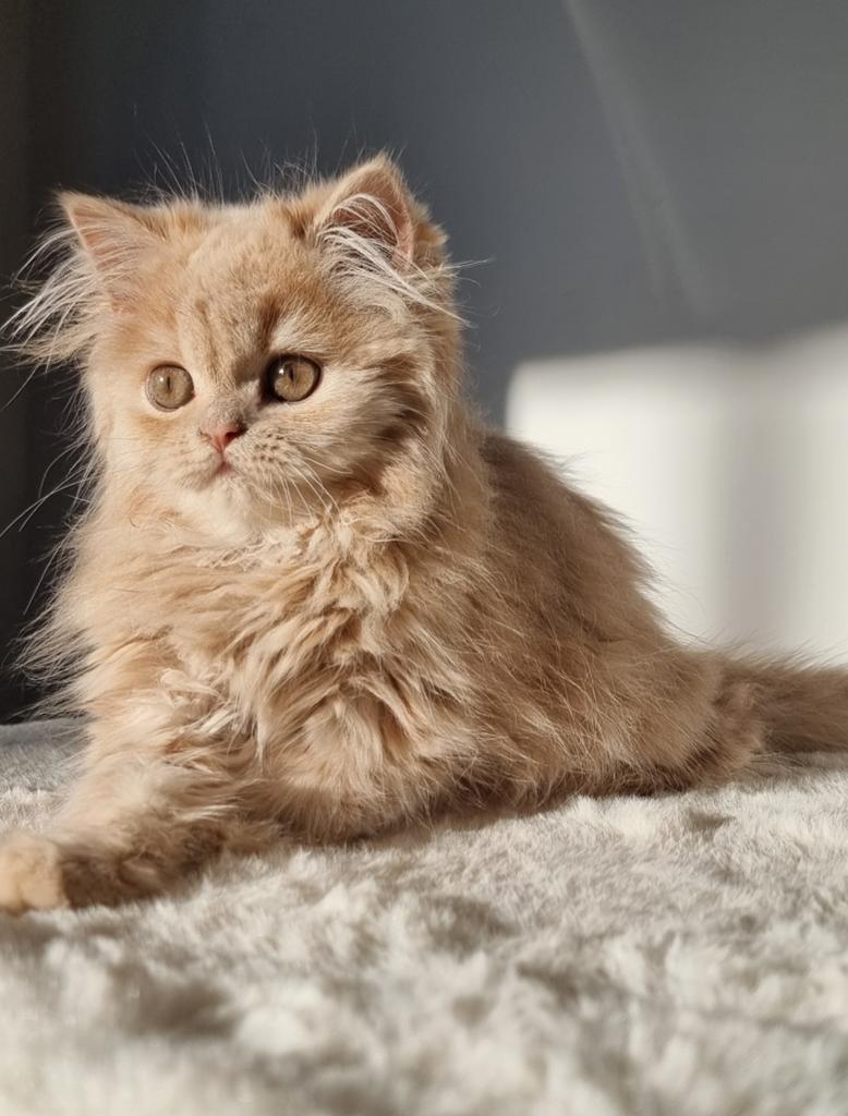 British long-haired kitten, Poes
