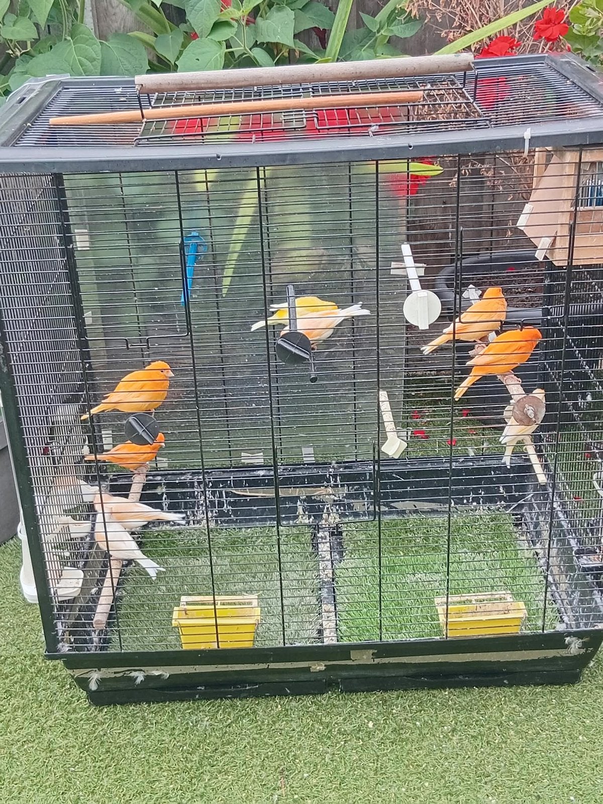 Kanaries, Meerdere dieren, Kleurkanarie