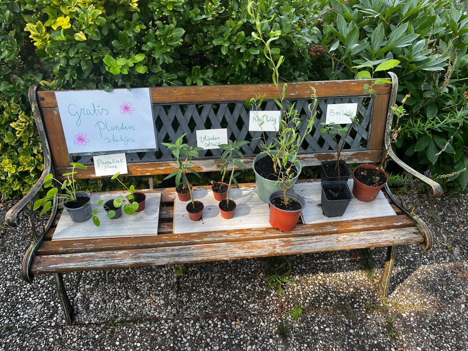 Gratis jonge planten, Ophalen, Vaste plant, Overige soorten, Halfschaduw