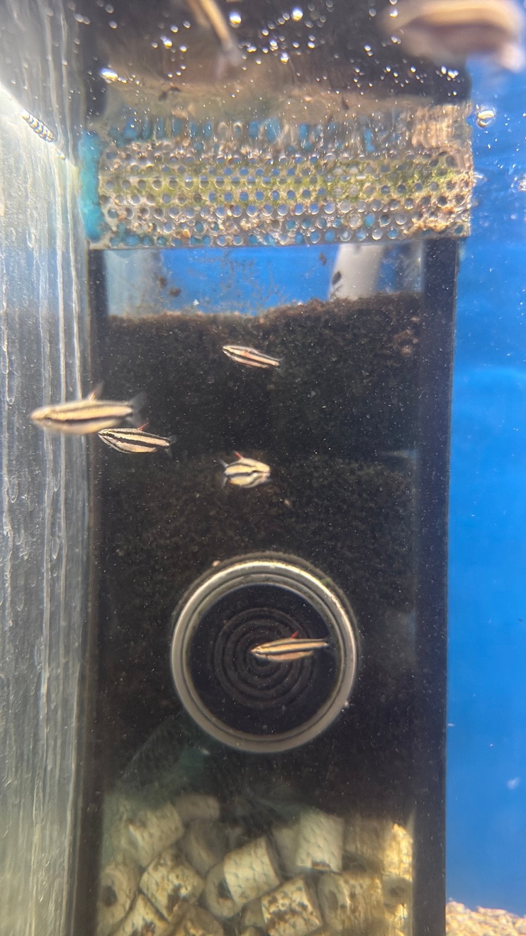 Potloodvisjes nannostomus marginatus, Dieren en Toebehoren, Vis, Zoetwatervis, Schoolvis