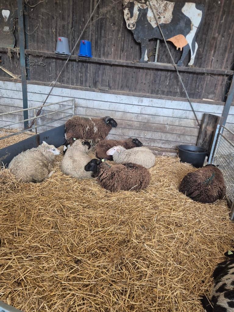 Rammen Overjarige, Dieren en Toebehoren, Mannelijk, Schaap