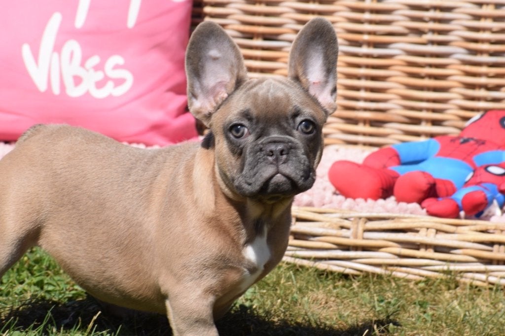 Franse bulldog pups, 8 tot 15 weken, Buitenland, Bulldog, Meerdere