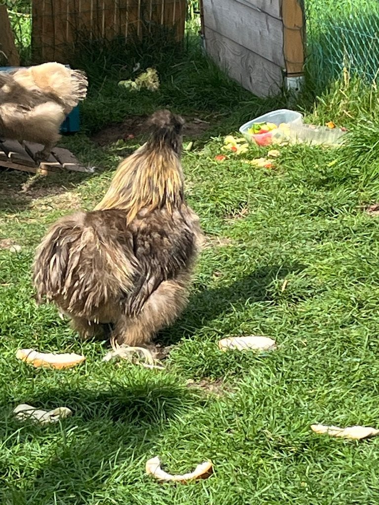 Haan en kip, Meerdere dieren, Kip
