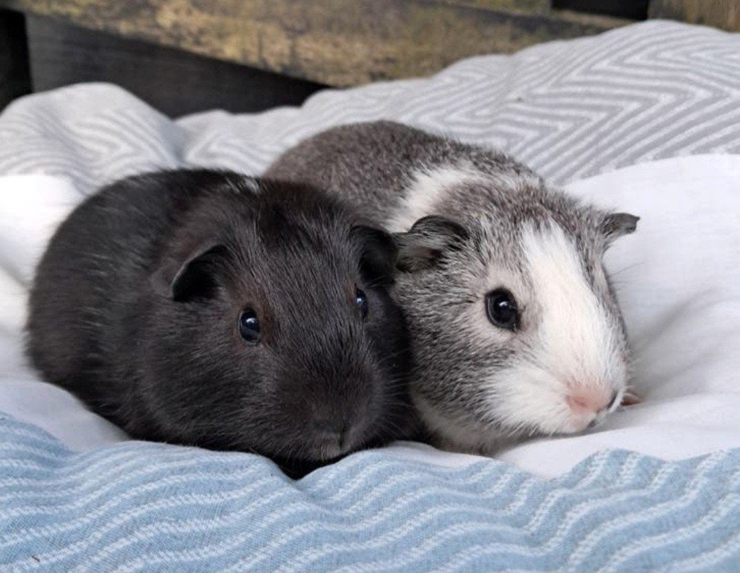 Twee brave gladharige caviabroertjes, Dieren en Toebehoren, April, Mannelijk, Cavia