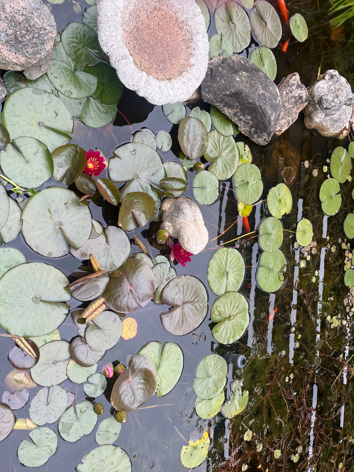 Rode waterlelies voor uw vijver., Tuin en Terras, Vijvers, Ophalen of Verzenden