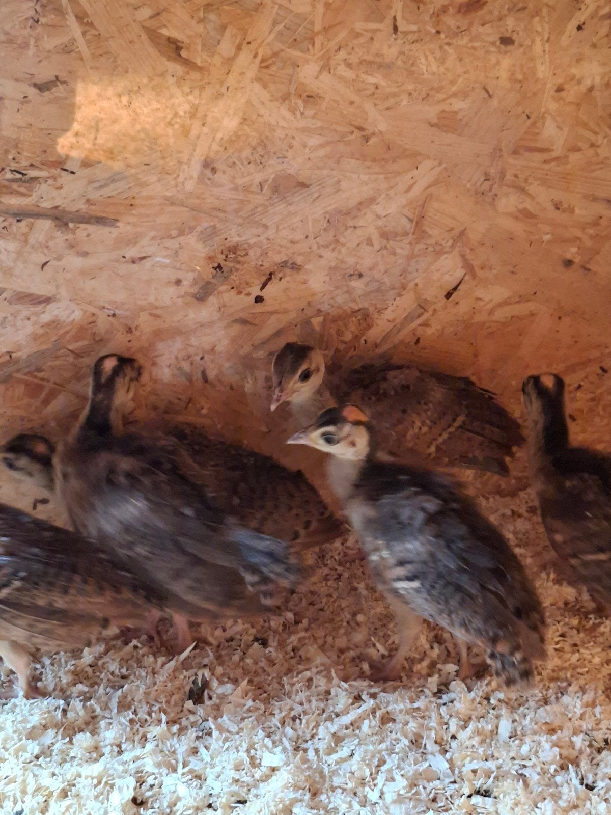 Jonge pauwen van de blauwe pauw, Dieren en Toebehoren, Pluimvee, Geslacht onbekend, Overige soorten