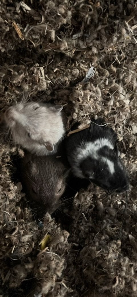 Lief gerbil vrouwtje! ️, April, Vrouwelijk, Overige typen, Tam