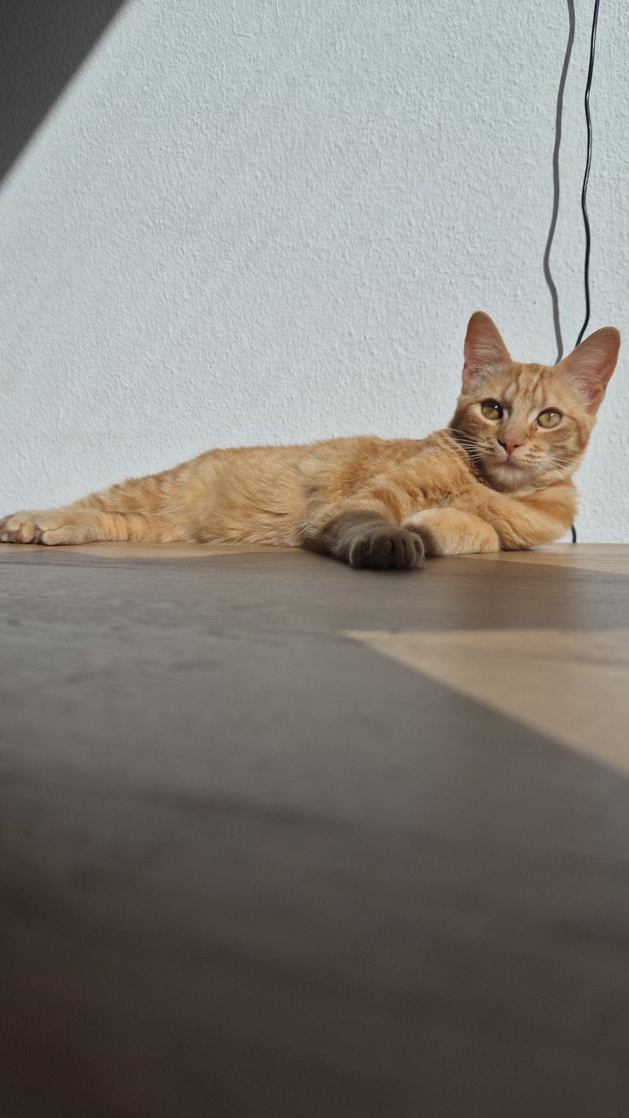 Kitten poes 6 maand, Poes, Kortharig, 0 tot 2 jaar
