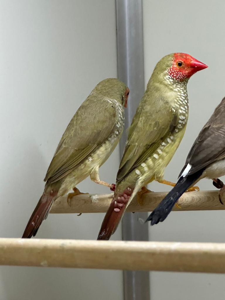 Binsenastrildes, Meerdere dieren