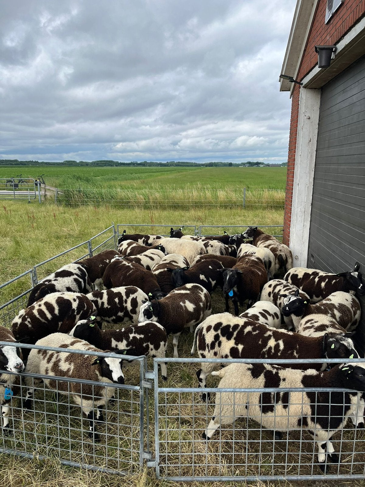 Koppel bonte schapen, Meerdere dieren, Schaap