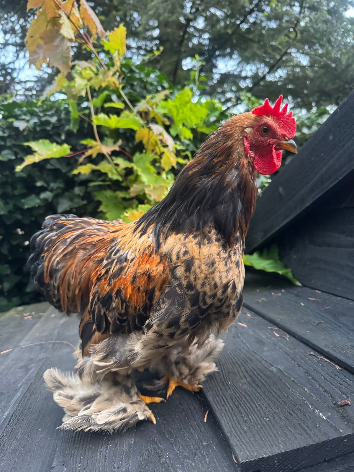 Cochin haan, Dieren en Toebehoren, Mannelijk, Kip