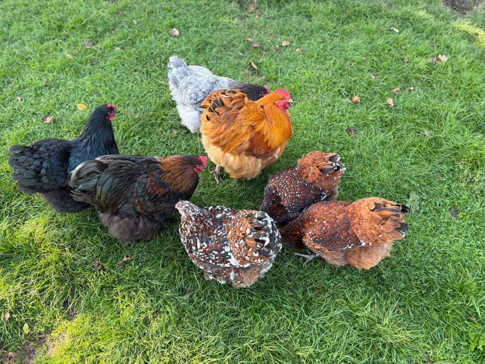 Broedeieren orpington groot, Dieren en Toebehoren, Geslacht onbekend, Kip