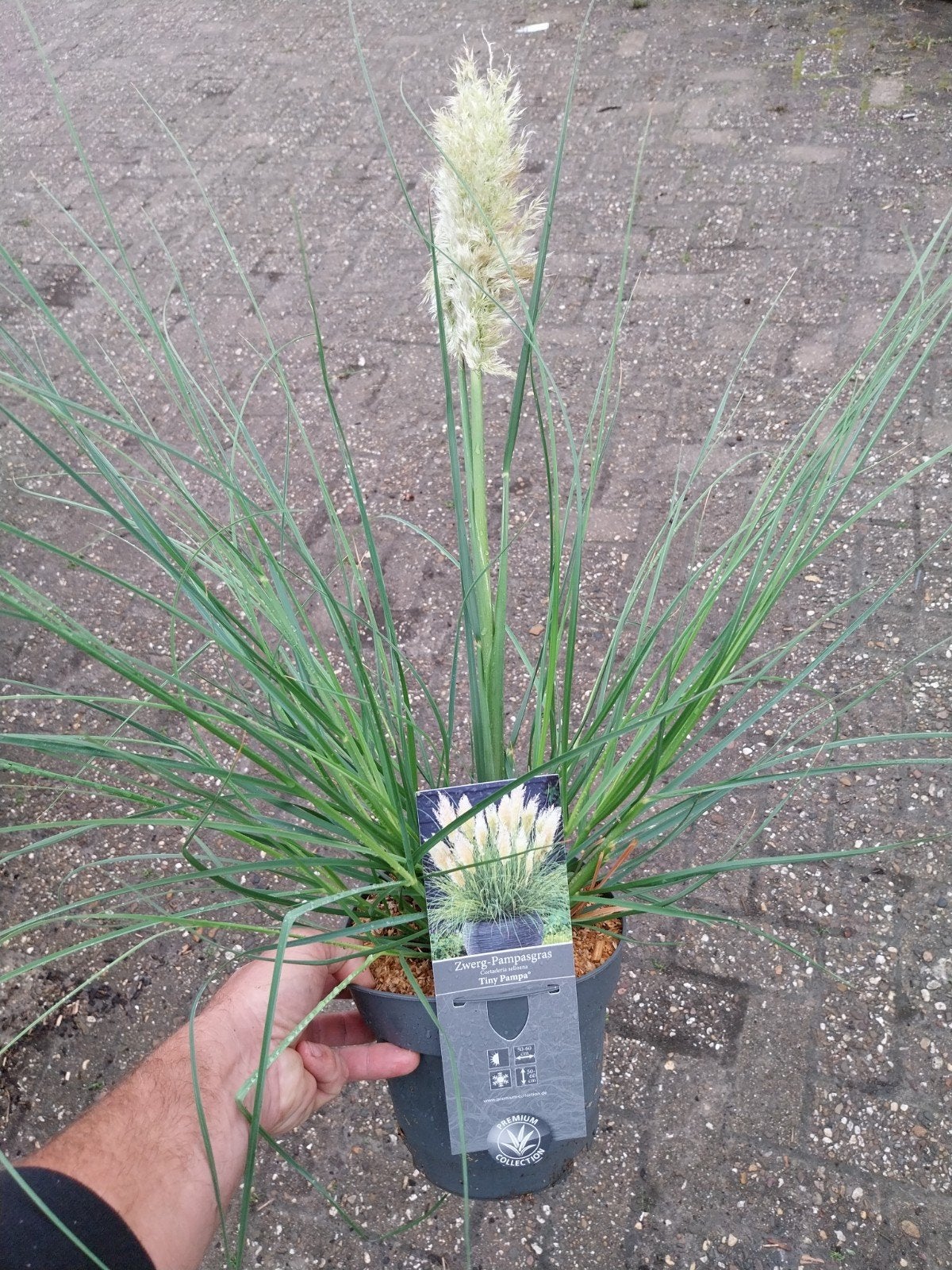 Zwerg-Pampasgras 'Tiny Pampa' - Compact Siergras, Ophalen, Volle zon, Vaste plant, Siergrassen