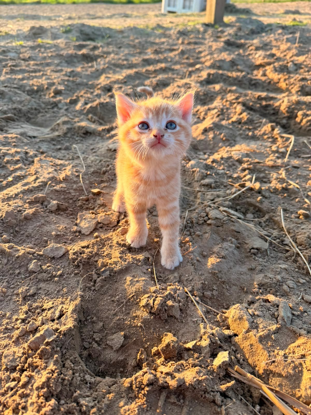 Kittens te koop, Meerdere dieren