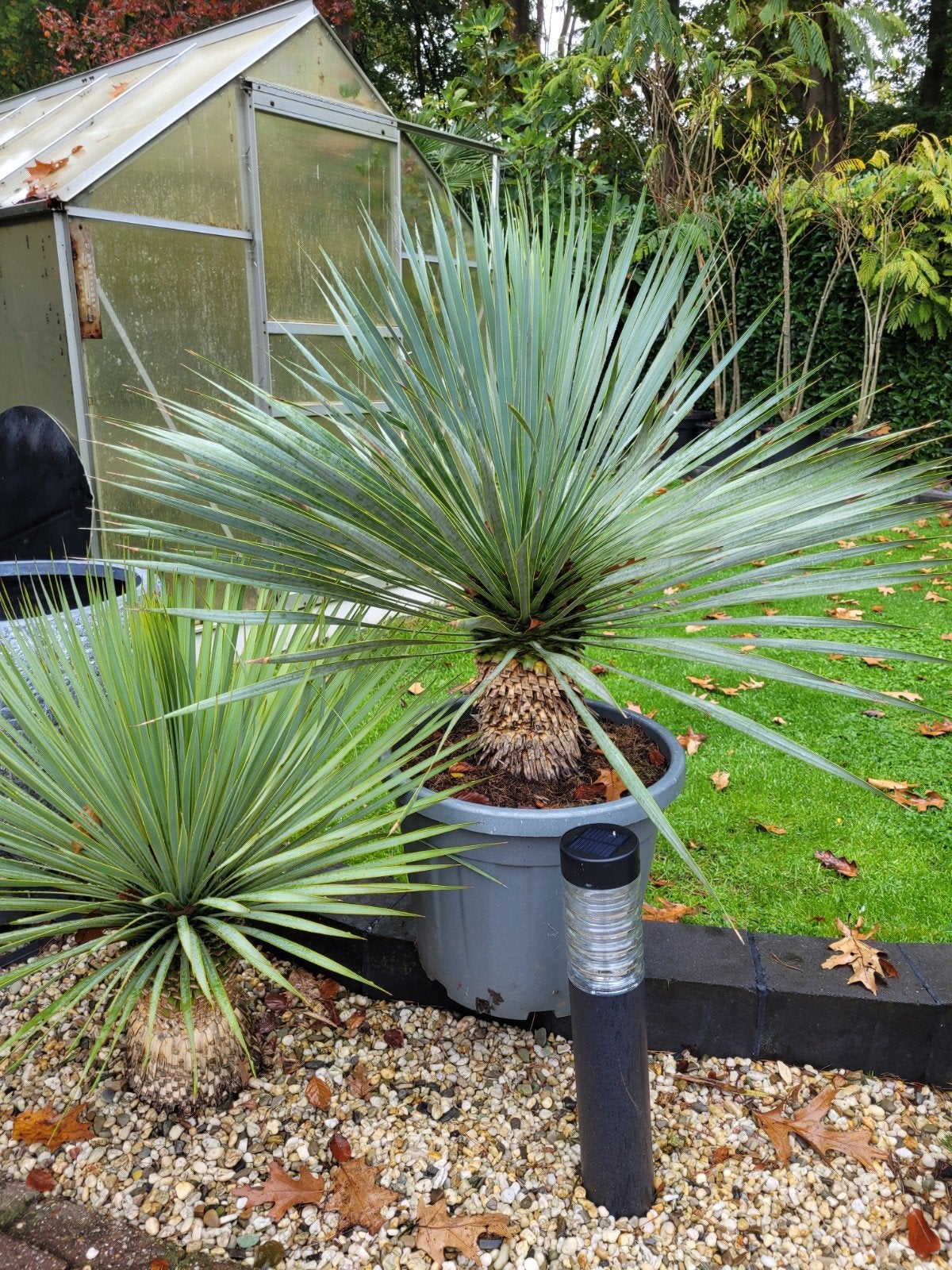 Grote Yucca Rostrata - Prachtige Woestijnplant, Tuin en Terras, Volle zon, Vaste plant, Bloeit niet, Ophalen