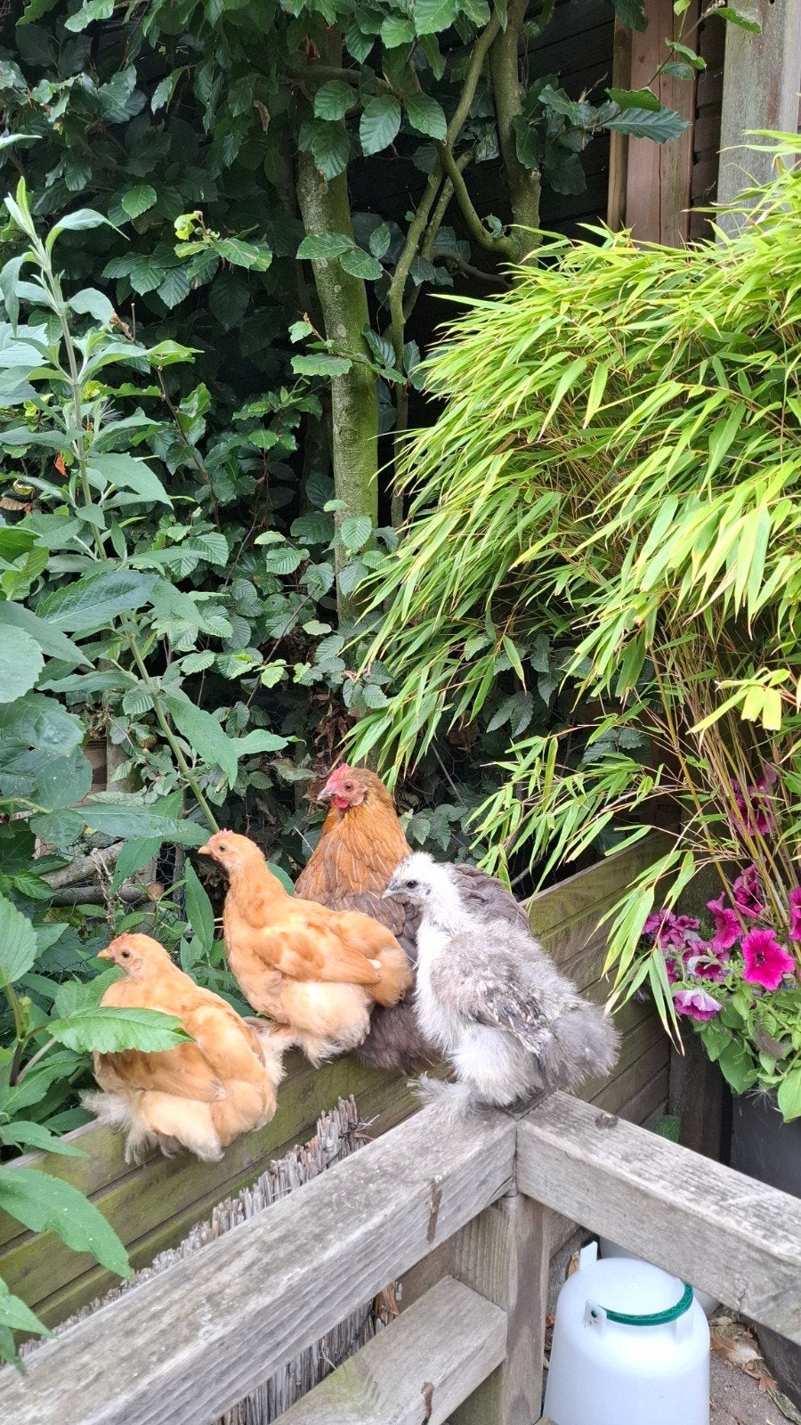 Cochin kriel en Zijdehoender Haantjes gratis, Dieren en Toebehoren, Pluimvee, Meerdere dieren, Kip