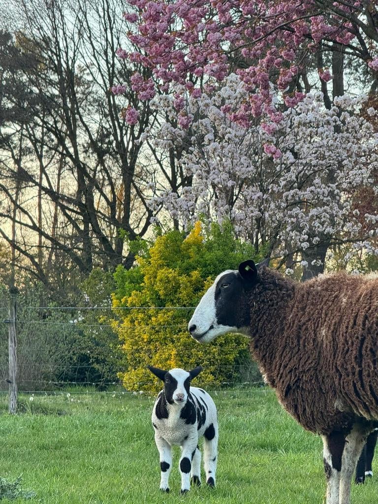 Prachtige bonte lammeren te koop, Dieren en Toebehoren, Schapen, Geiten en Varkens, Meerdere dieren, Schaap