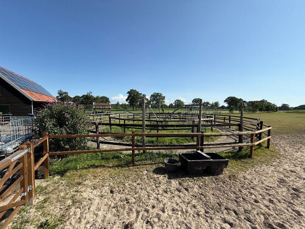 Stapmolen, Dieren en Toebehoren, Weidegang, 4 paarden of pony's of meer