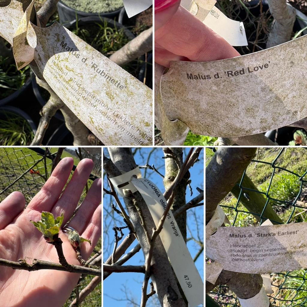 Mooie partij (fruit) bomen, ruim 20 stuks!, Ophalen, Lente