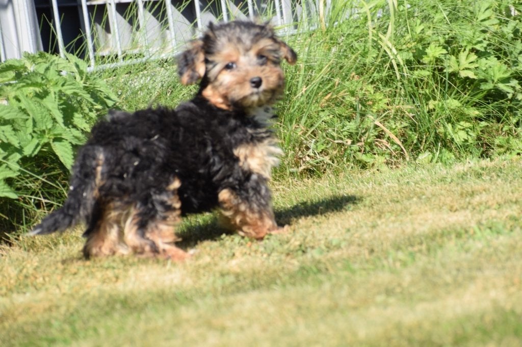 Yorkshire terrier kruising pups, Dieren en Toebehoren, Honden | Niet-rashonden, 15 weken tot 1 jaar, Buitenland, Parvo, Meerdere