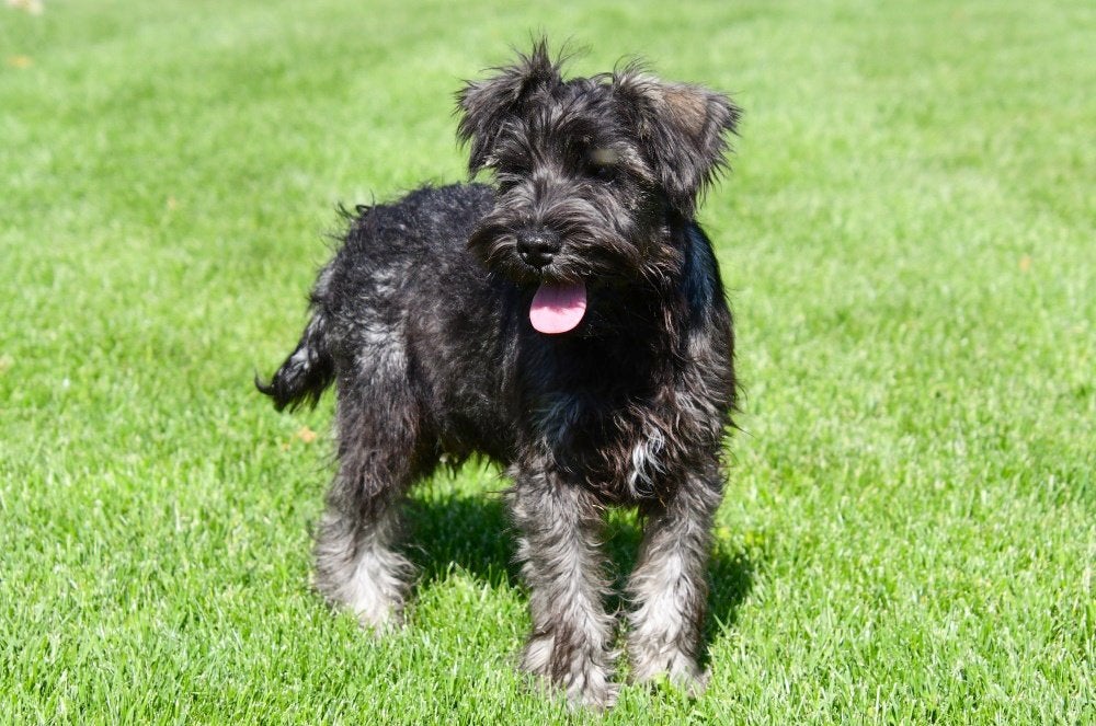 Dwergschnauzer pups te koop, 15 weken tot 1 jaar, Buitenland, Parvo, Meerdere