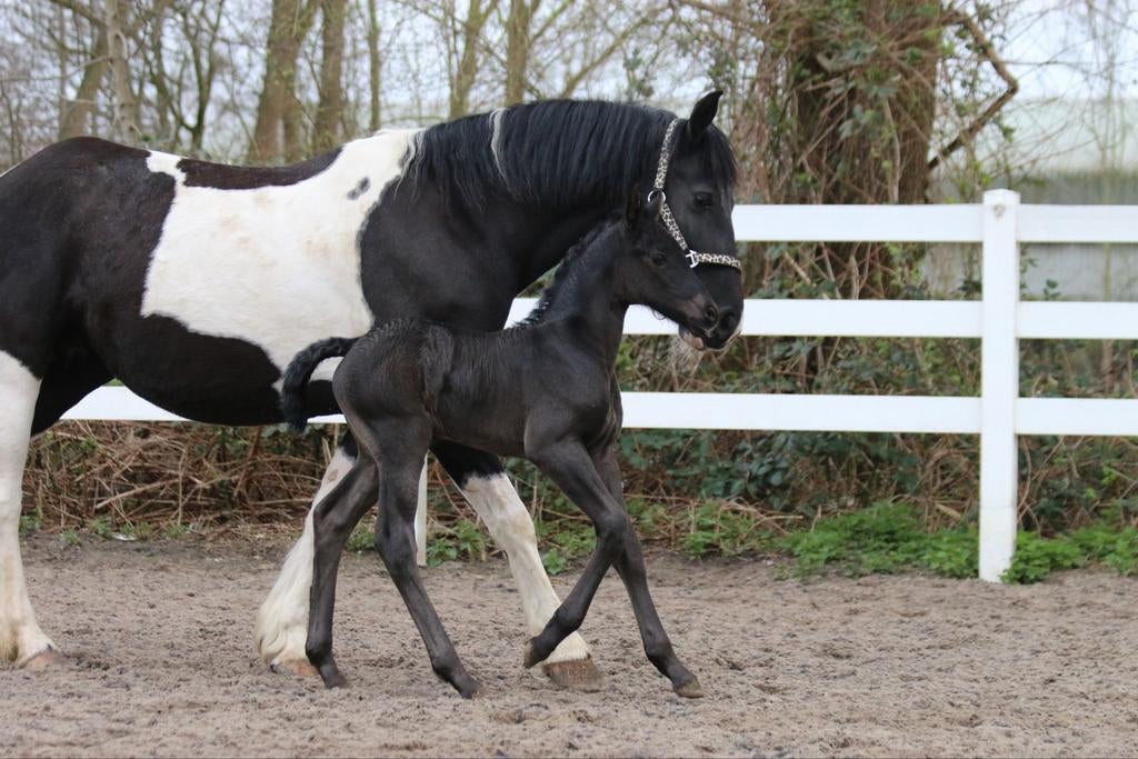 Prachtige 2 jarige barock pinto merrie, Dieren en Toebehoren, Paarden, Merrie