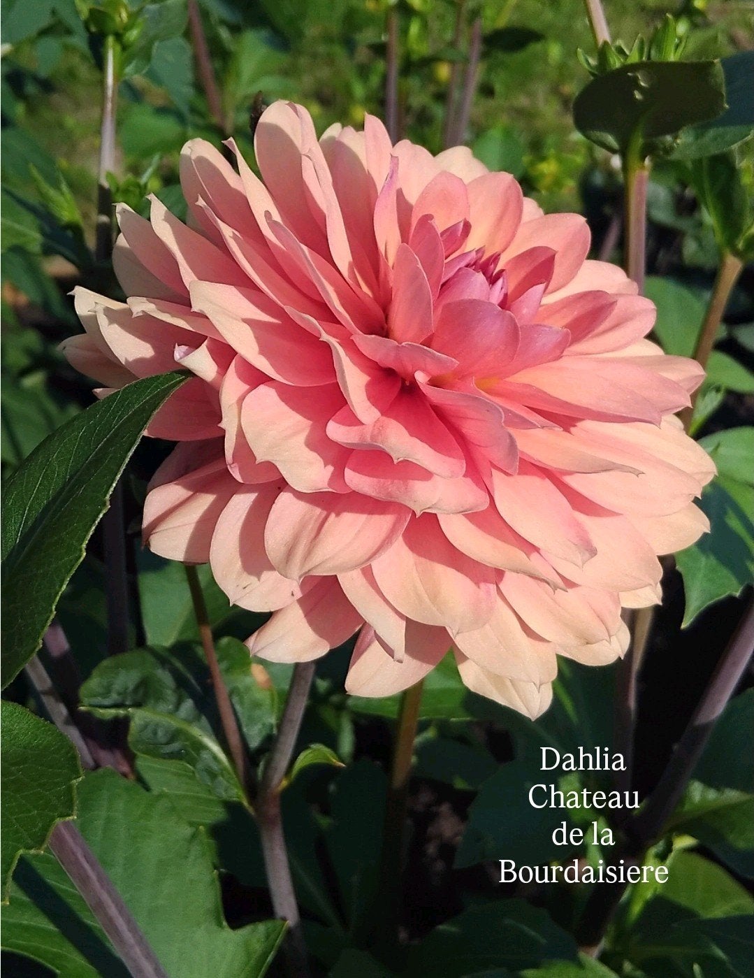 Dahlia Waterlilie knollen ~ verschillende, Tuin en Terras, Planten | Tuinplanten, Ophalen of Verzenden, Overige soorten, Volle zon