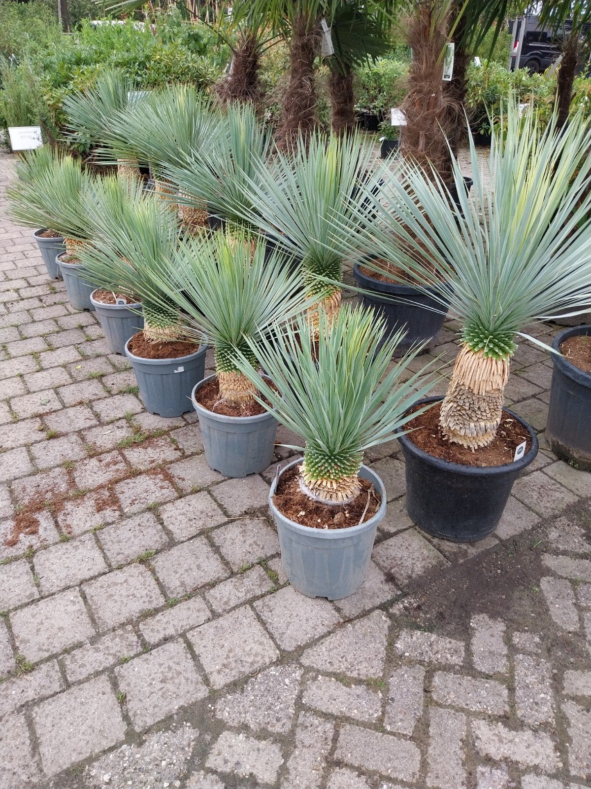 Yucca rostrata - Blauwe Yucca, Volle zon, Vaste plant, Zomer, Ophalen