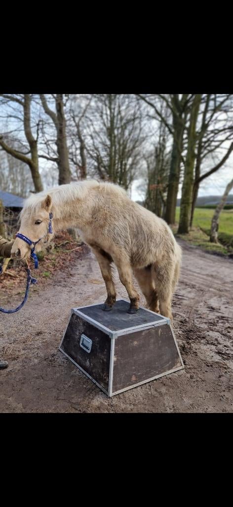 Verzorger gezocht voor eigenwijze deugniet, Dieren en Toebehoren