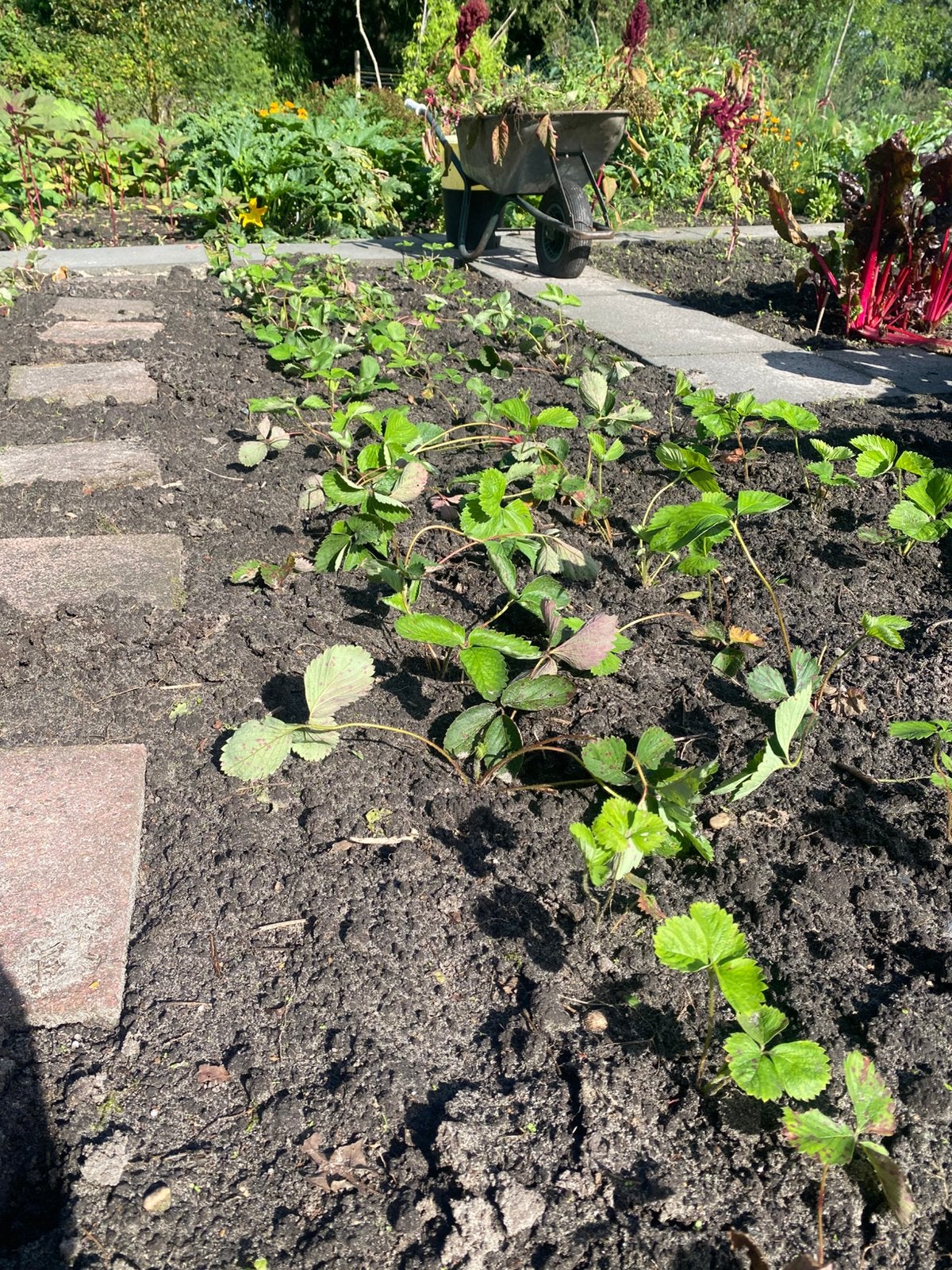 Aardbeiplantjes te koop – jonge stekken en oudere planten, Ophalen, Overige soorten, Minder dan 100 cm