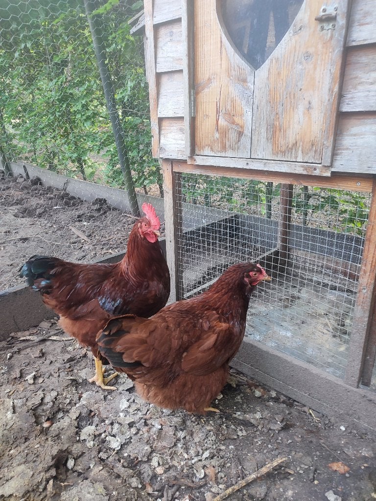 Broedeieren Rhode Island Red groot ras, Geslacht onbekend, Kip