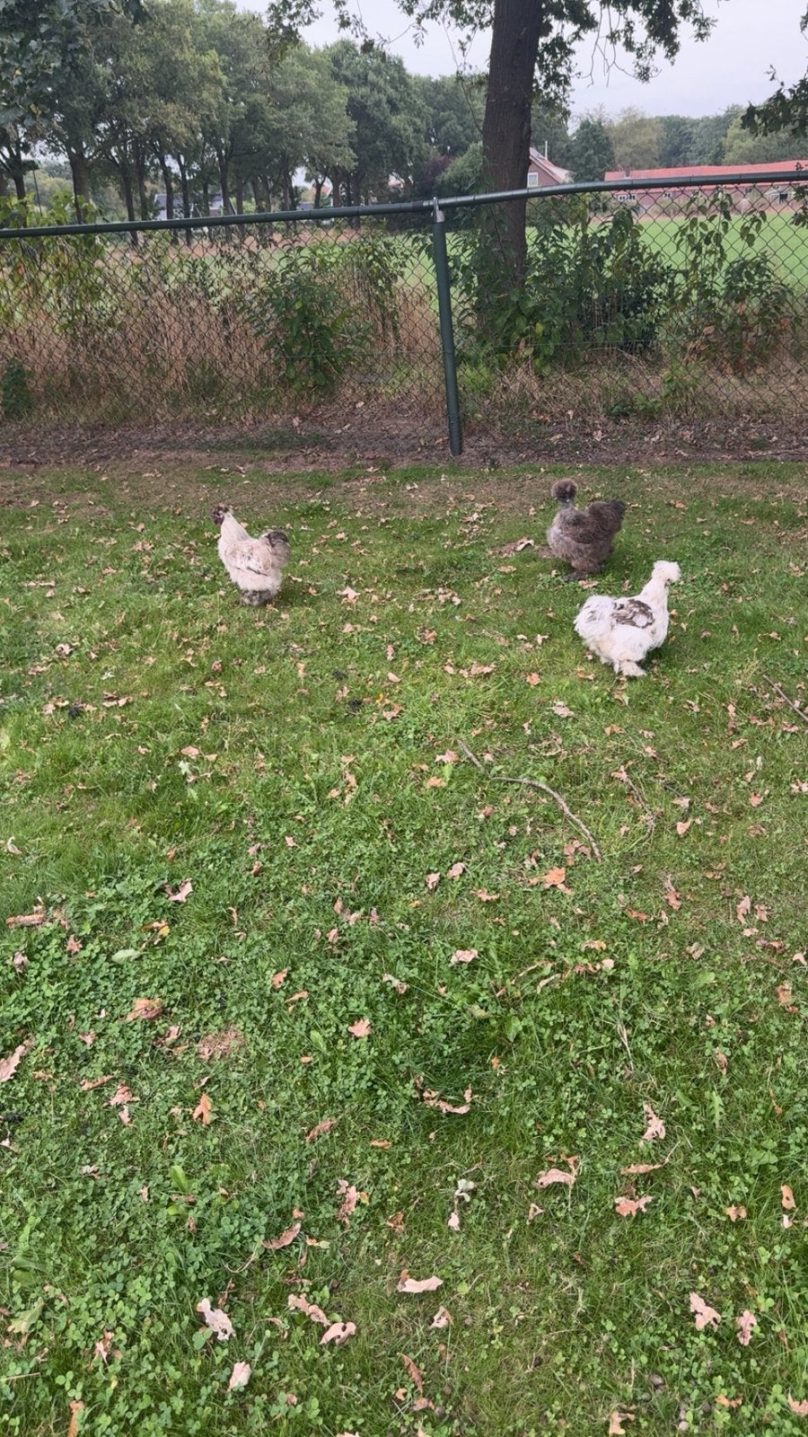Toom zijdehoenders: 3 hennen + 1 haan + kloek + 8 kuikens, Dieren en Toebehoren, Pluimvee, Meerdere dieren, Kip