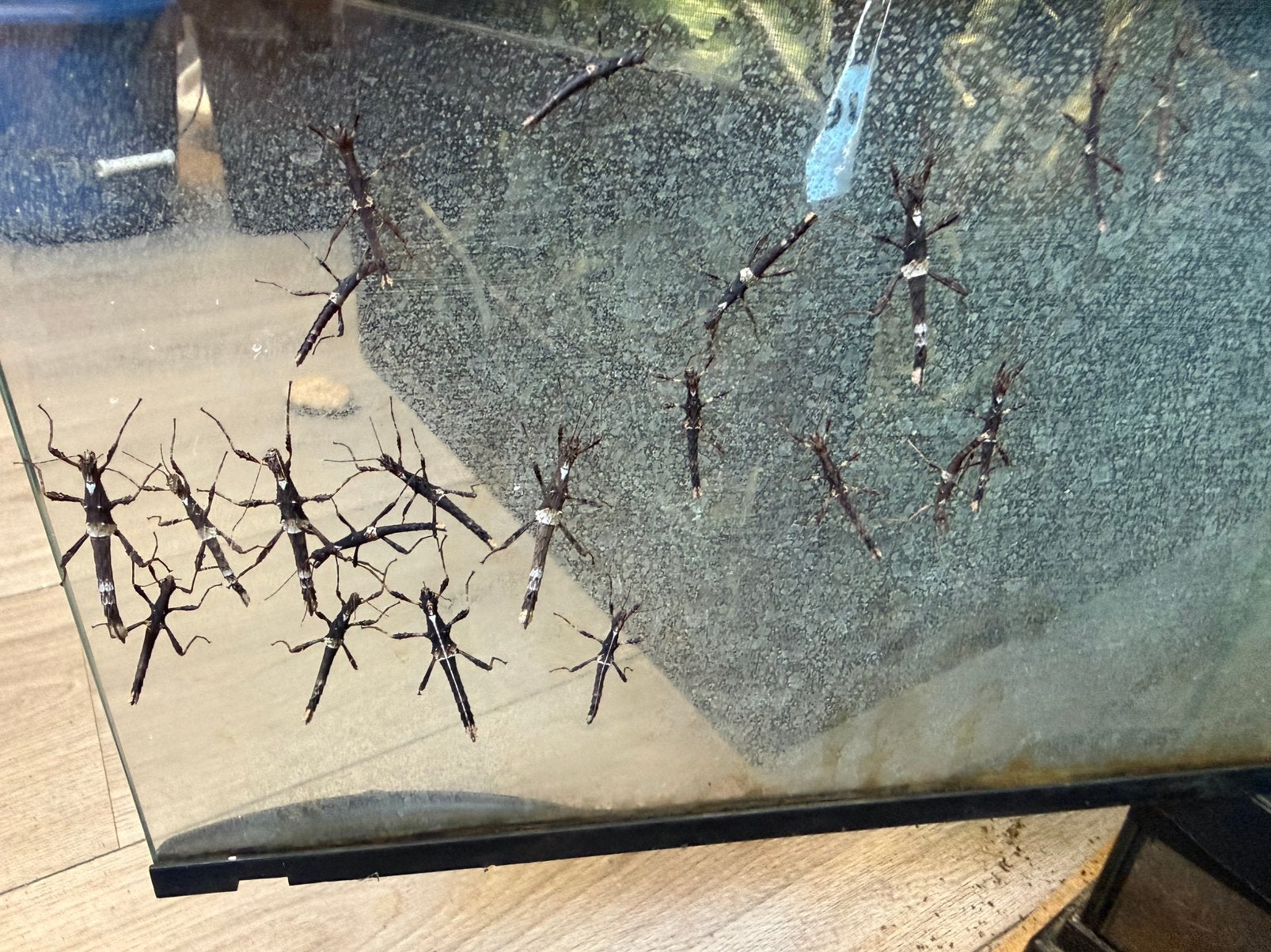 Sugnata inexpecta, Dieren en Toebehoren, Insecten en Spinnen, Bijen