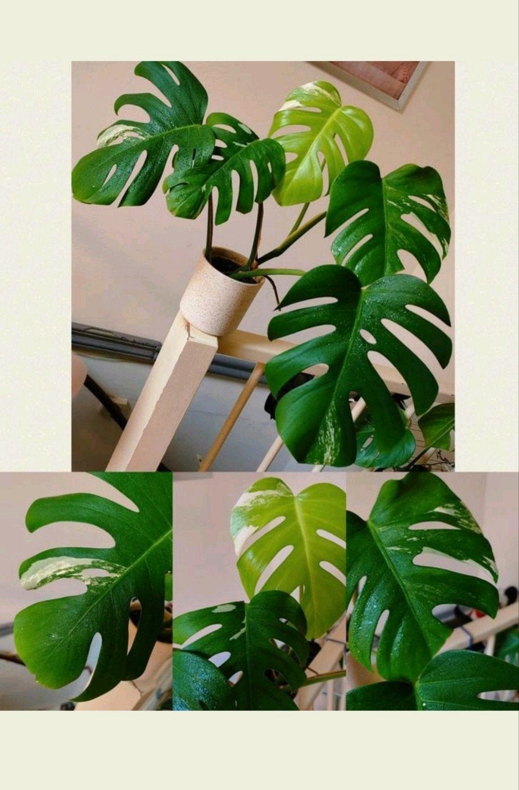Monstera variegata, Ophalen, Halfschaduw, Minder dan 100 cm