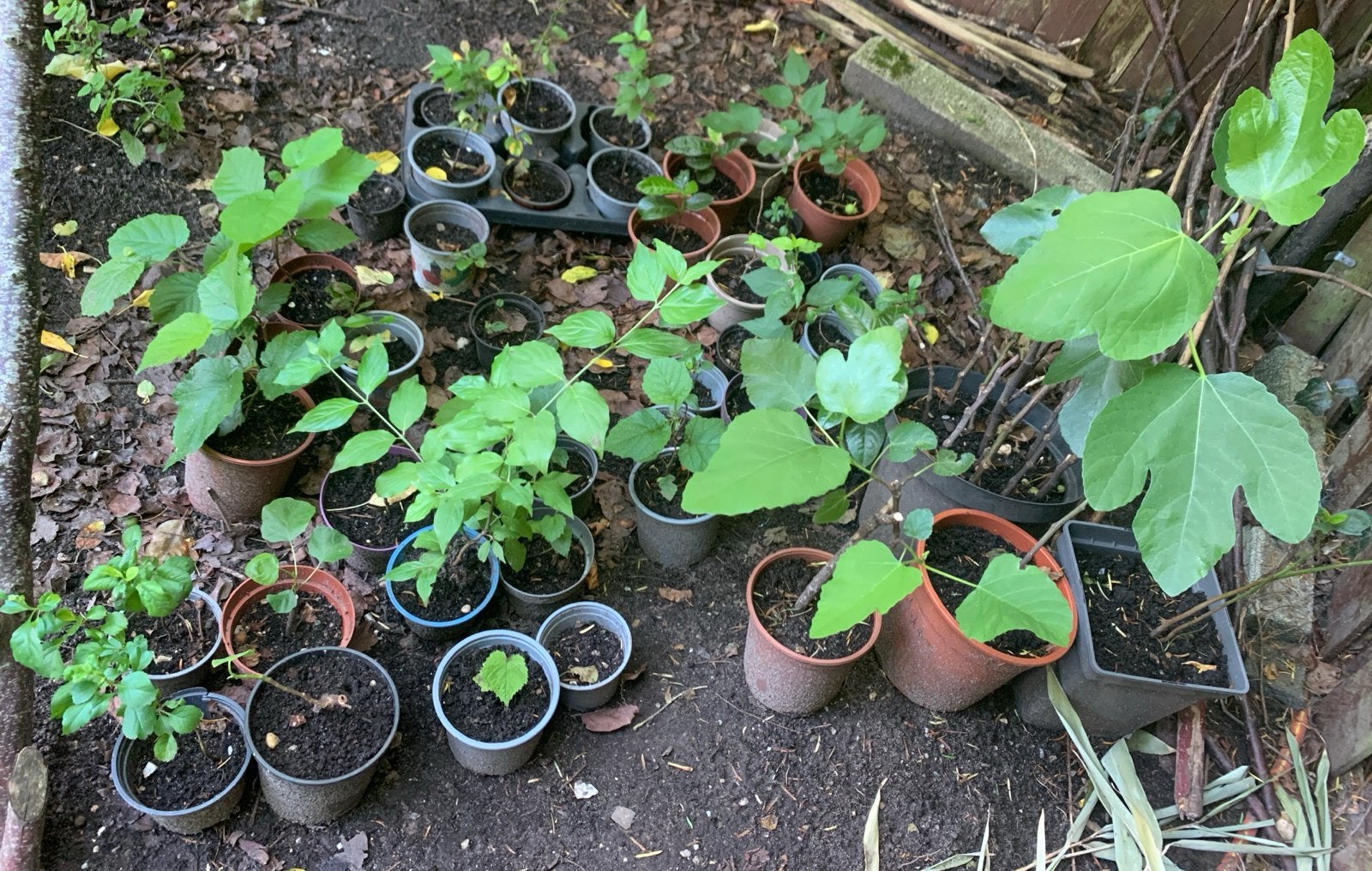 Diverse fruitbomen; Pruimen, Abrikoos,Vijgen, Kweepeer…, Tuin en Terras, Planten | Fruitbomen, Ophalen, Minder dan 100 cm, Lente
