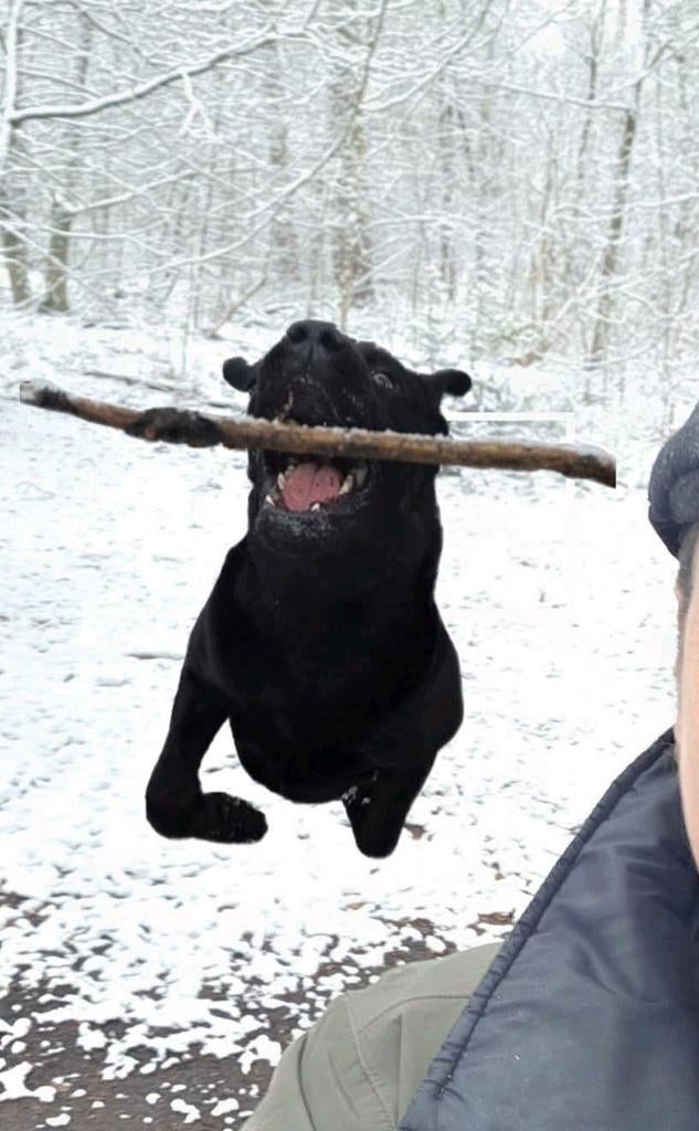Dek reu Bobby ( Labrador), Reu, 1 tot 2 jaar, Parvo, Eén hond