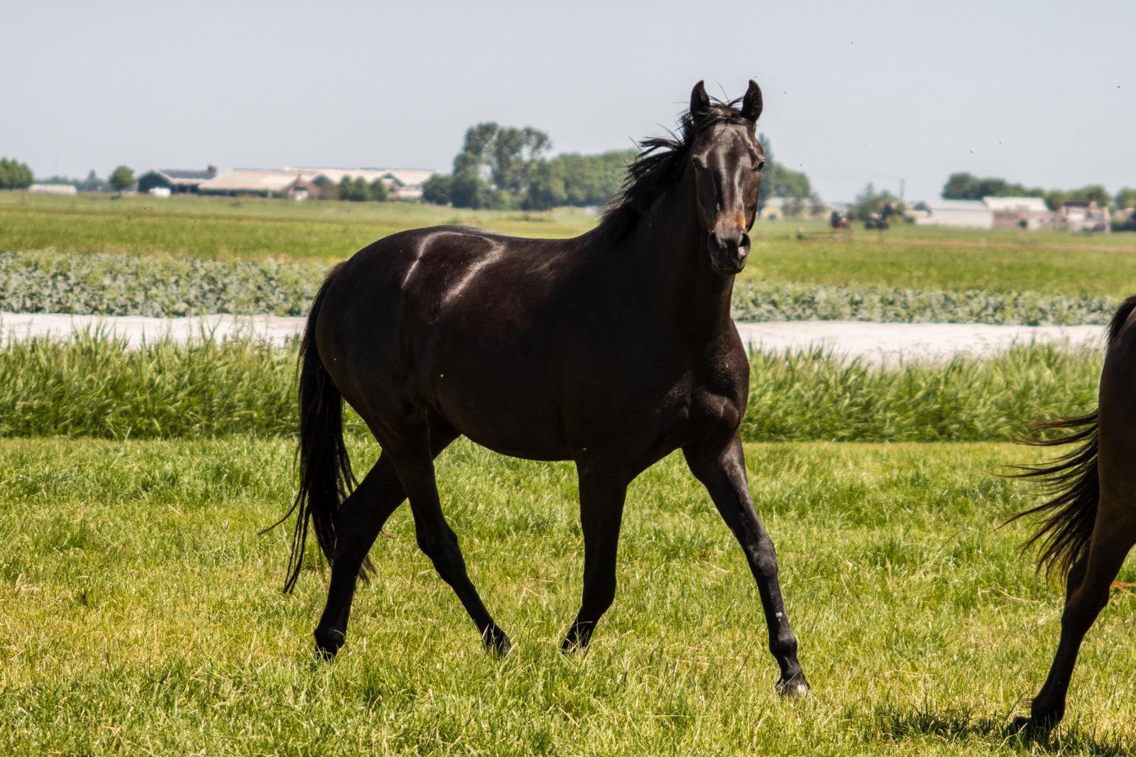 Veelbelovende 3-jarige KWPN-merrie met Grand Prix-afstamming, Dieren en Toebehoren, Paarden, Merrie, Met stamboom, Dressuurpaard