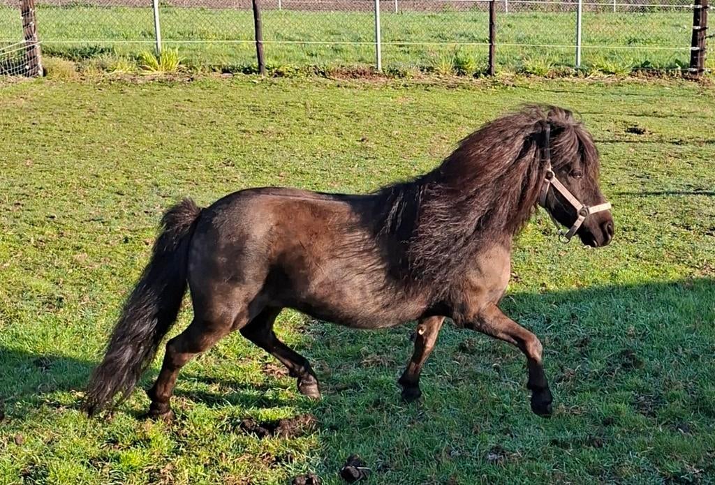 Shetlander  merrie, Merrie, A pony (tot 1.17m)