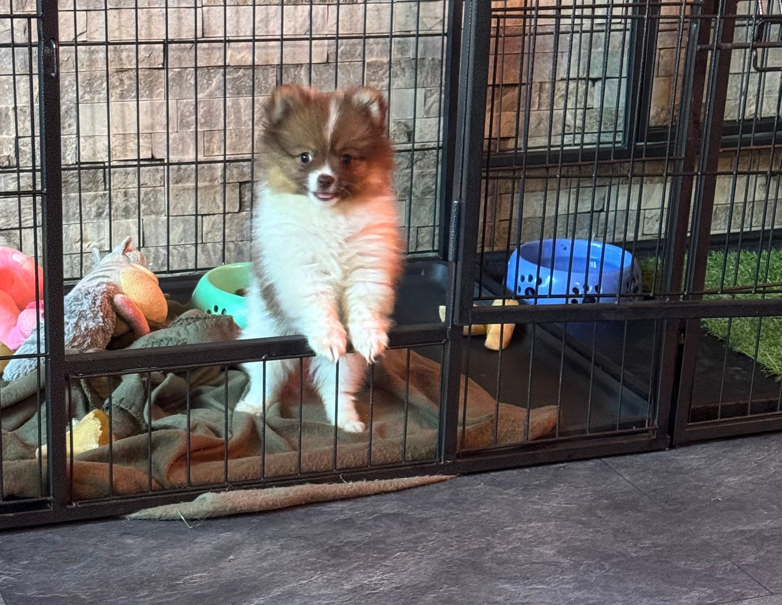 Pomeriaan pups teefjes beschikbaar ze mogen verhuizen, Dieren en Toebehoren, Honden | Chihuahua's en Gezelschapshonden, Parvo