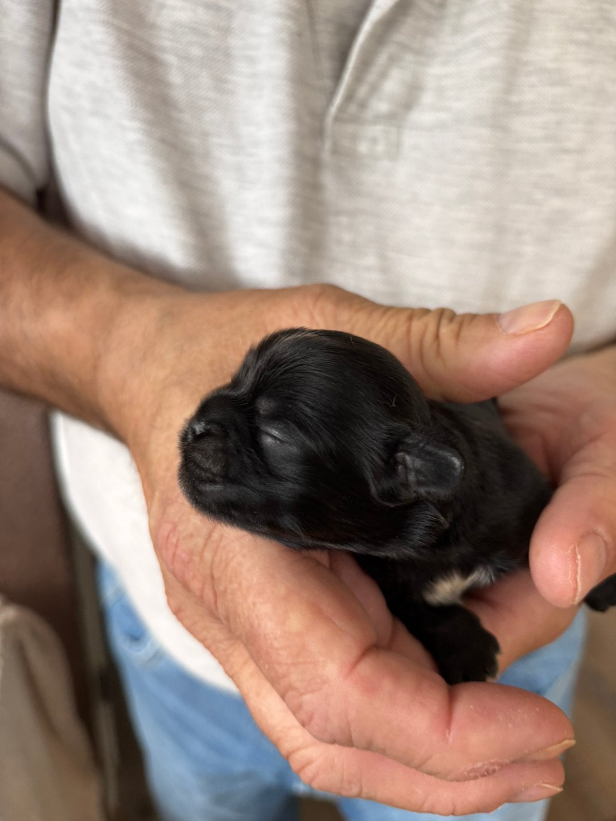 Shih Tzu Pups (reutjes), Parvo, Overige rassen, 8 tot 15 weken, Meerdere