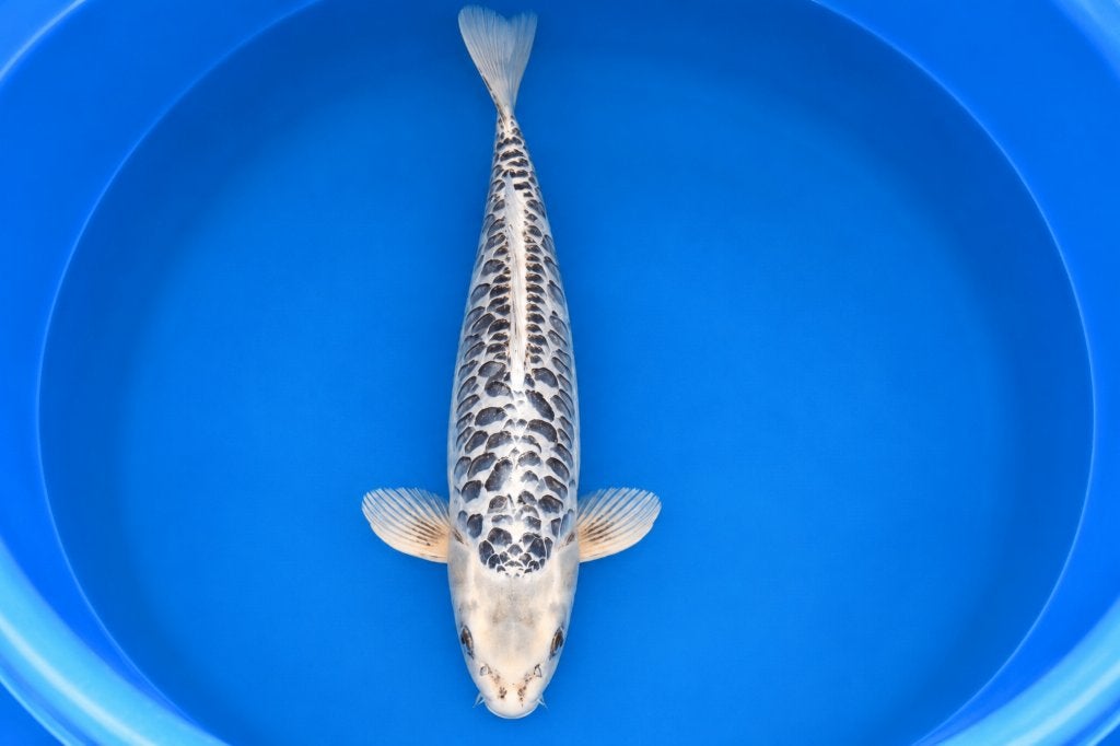 HQ Aragoke Gin Matsuba 55 cm Yonsai, Dieren en Toebehoren, Karper of Koi