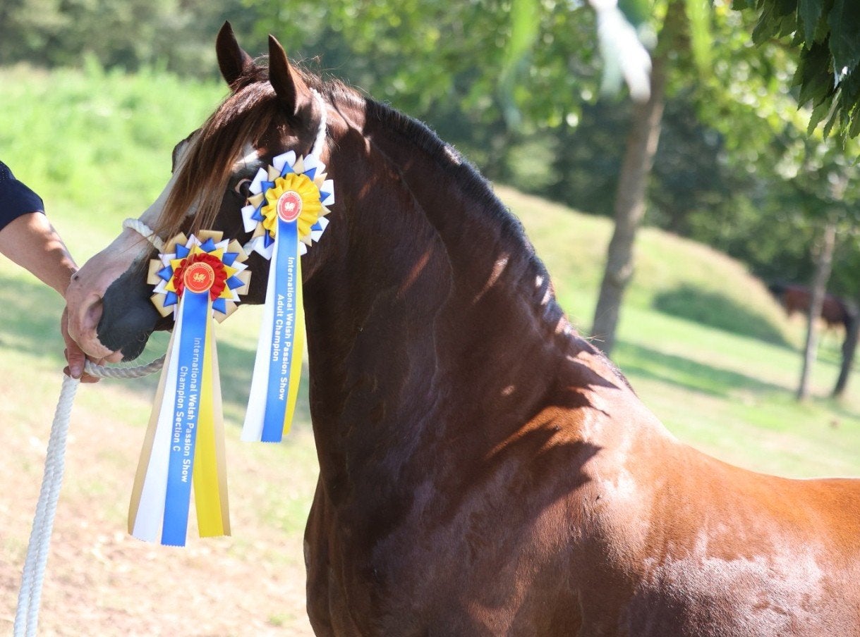 Schitterende Welsh C kampioensmerrie, Dieren en Toebehoren, Merrie, C pony (1.27m tot 1.37m), Met stamboom, 11 jaar of ouder