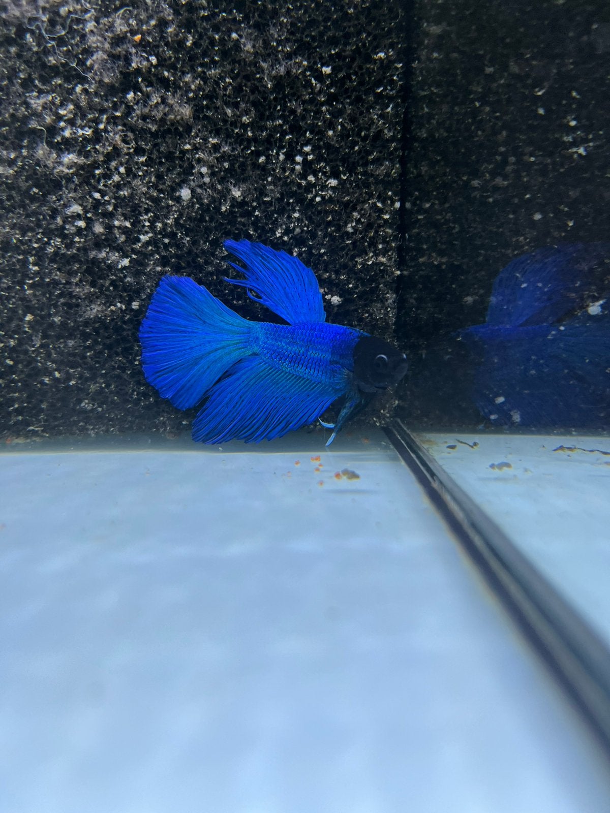 Blue Dragon betta, Dieren en Toebehoren, Vis